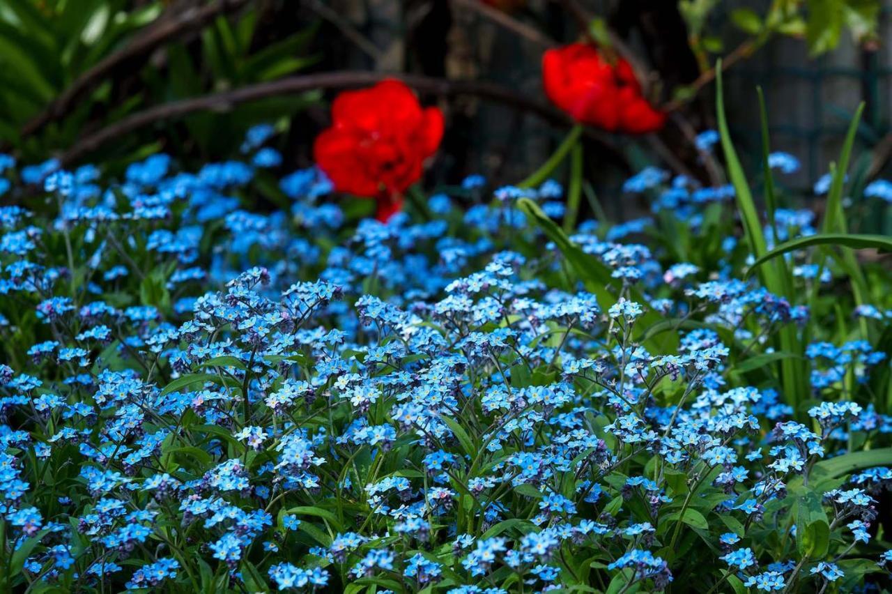 Garden House * Ventspils